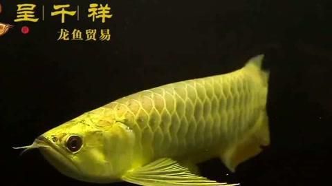 給我一些金頭藍底過背金龍的照片，資深龍魚玩家夢寐以求的終極收藏金頭藍底過背金龍 給我一些金頭藍底過背金龍的照片，資深龍魚玩家夢寐以求的終極收藏金頭藍底過背金龍 龍魚百科 第23張