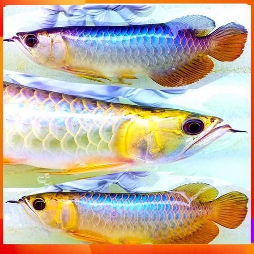 給我一些金頭藍底過背金龍的照片，資深龍魚玩家夢寐以求的終極收藏金頭藍底過背金龍 給我一些金頭藍底過背金龍的照片，資深龍魚玩家夢寐以求的終極收藏金頭藍底過背金龍 龍魚百科 第5張