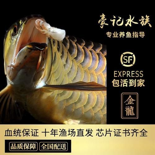 給我一些金頭藍底過背金龍的照片，資深龍魚玩家夢寐以求的終極收藏金頭藍底過背金龍 給我一些金頭藍底過背金龍的照片，資深龍魚玩家夢寐以求的終極收藏金頭藍底過背金龍 龍魚百科 第24張