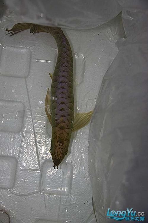 給我一些金頭藍底過背金龍的照片，資深龍魚玩家夢寐以求的終極收藏金頭藍底過背金龍 給我一些金頭藍底過背金龍的照片，資深龍魚玩家夢寐以求的終極收藏金頭藍底過背金龍 龍魚百科 第16張