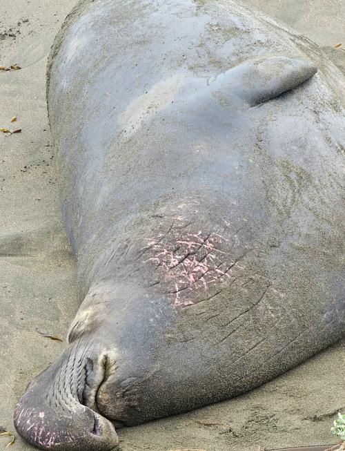 海象魚有哪些保護措施？，“海象魚的保護措施（arxiv論文助手可輔助獲取關(guān)于海象魚的保護措施）