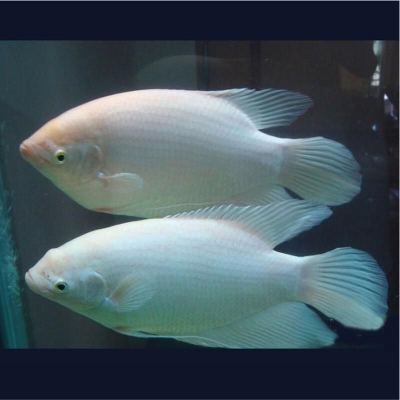 招財戰船魚，招財戰船魚的價格是多少， 招財戰船魚，招財戰船魚的價格是多少， 龍魚百科 第5張