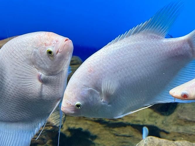 招財戰船魚，招財戰船魚的價格是多少， 招財戰船魚，招財戰船魚的價格是多少， 龍魚百科 第9張