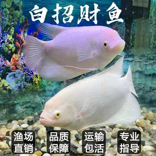 招財戰船魚，招財戰船魚的價格是多少， 招財戰船魚，招財戰船魚的價格是多少， 龍魚百科 第20張