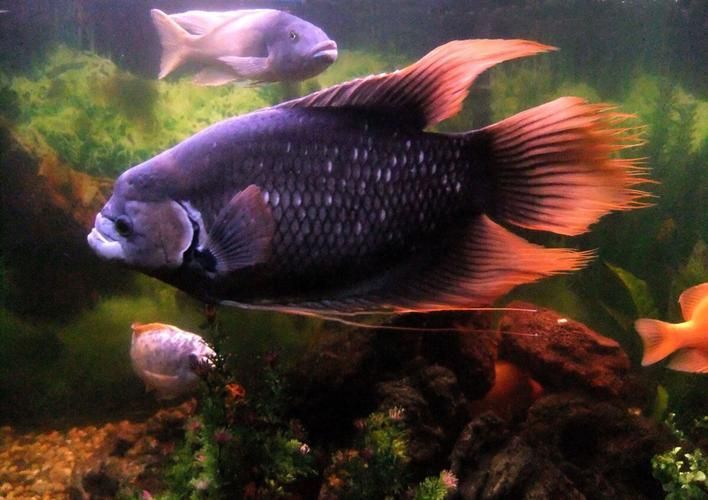 招財戰船魚，招財戰船魚的價格是多少， 招財戰船魚，招財戰船魚的價格是多少， 龍魚百科 第16張