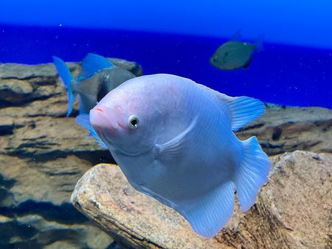 招財戰船魚，招財戰船魚的價格是多少， 招財戰船魚，招財戰船魚的價格是多少， 龍魚百科 第8張