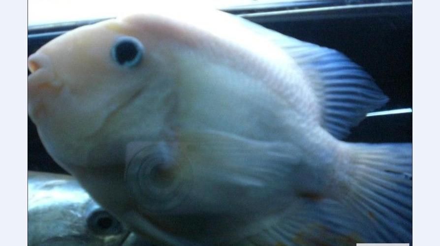招財戰船魚，招財戰船魚的價格是多少， 招財戰船魚，招財戰船魚的價格是多少， 龍魚百科 第15張