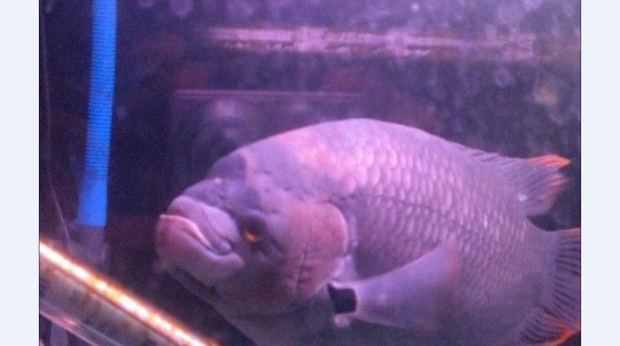 招財戰船魚，招財戰船魚的價格是多少， 招財戰船魚，招財戰船魚的價格是多少， 龍魚百科 第11張