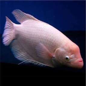 招財戰船魚，招財戰船魚的價格是多少， 招財戰船魚，招財戰船魚的價格是多少， 龍魚百科 第14張