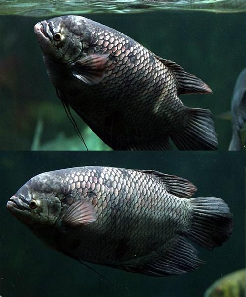 招財戰船魚，招財戰船魚的價格是多少， 招財戰船魚，招財戰船魚的價格是多少， 龍魚百科 第17張