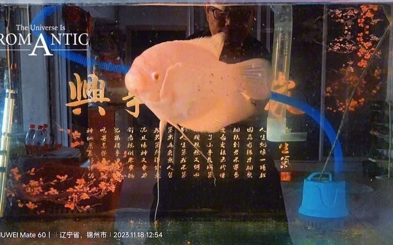 招財戰船魚，招財戰船魚的價格是多少， 招財戰船魚，招財戰船魚的價格是多少， 龍魚百科 第12張