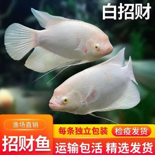 招財戰船魚，招財戰船魚的價格是多少， 招財戰船魚，招財戰船魚的價格是多少， 龍魚百科 第7張