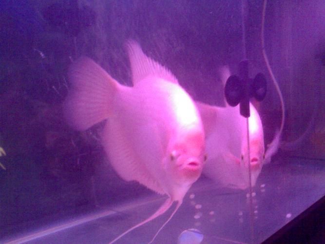 招財戰船魚，招財戰船魚的價格是多少， 招財戰船魚，招財戰船魚的價格是多少， 龍魚百科 第19張