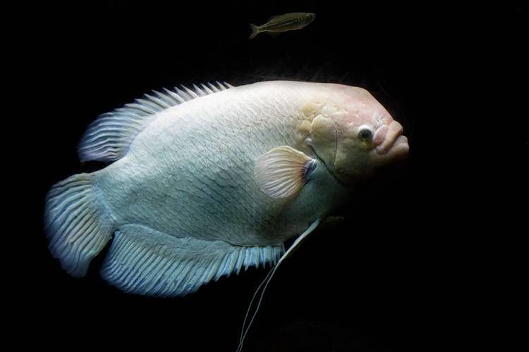 招財戰船魚，招財戰船魚的價格是多少， 招財戰船魚，招財戰船魚的價格是多少， 龍魚百科 第18張
