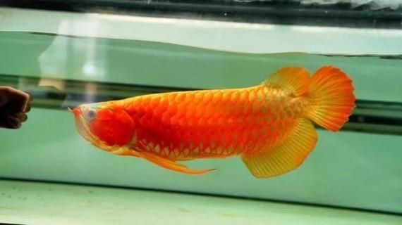 馬印和仟湖哪個品牌更專業？，馬印和仟湖兩個品牌在市場上享有較高的聲譽適合龍魚 馬印和仟湖哪個品牌更專業？，馬印和仟湖兩個品牌在市場上享有較高的聲譽適合龍魚 龍魚百科 第4張
