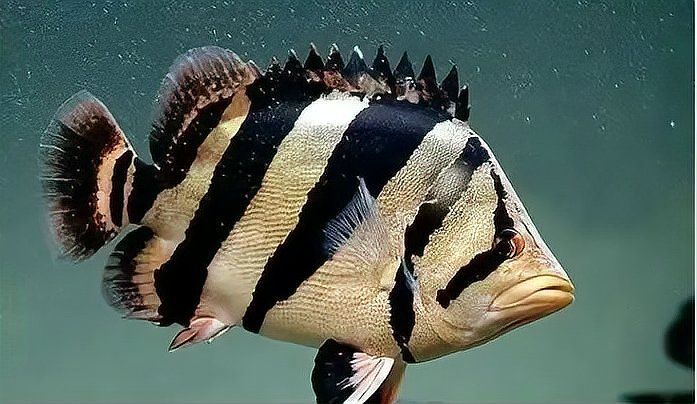 虎魚，關(guān)于“虎魚”的規(guī)劃