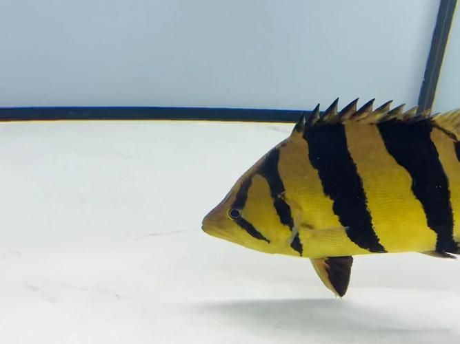 虎魚，關(guān)于“虎魚”的規(guī)劃