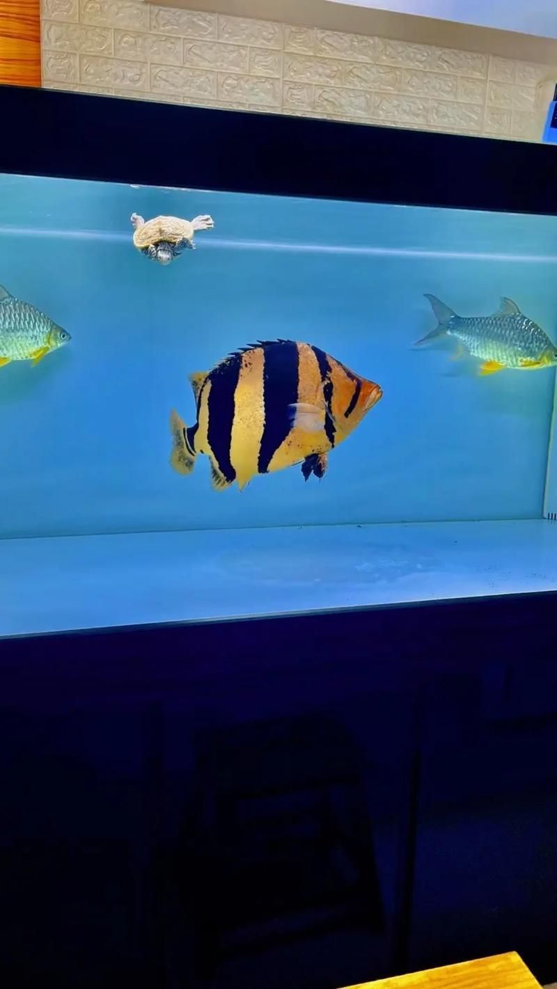 虎魚，關(guān)于“虎魚”的規(guī)劃