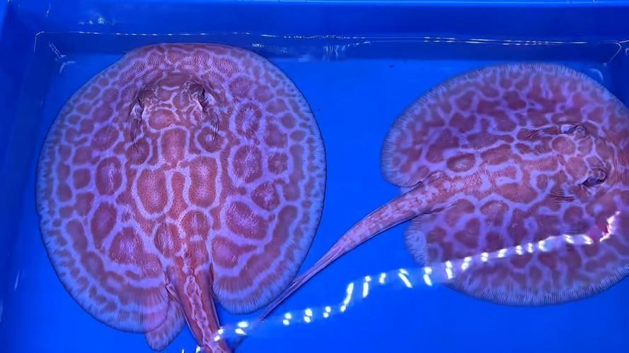 如何辨別真假白子黑帝王魟魚(yú)？，如何辨別白子黑帝王魟魚(yú)