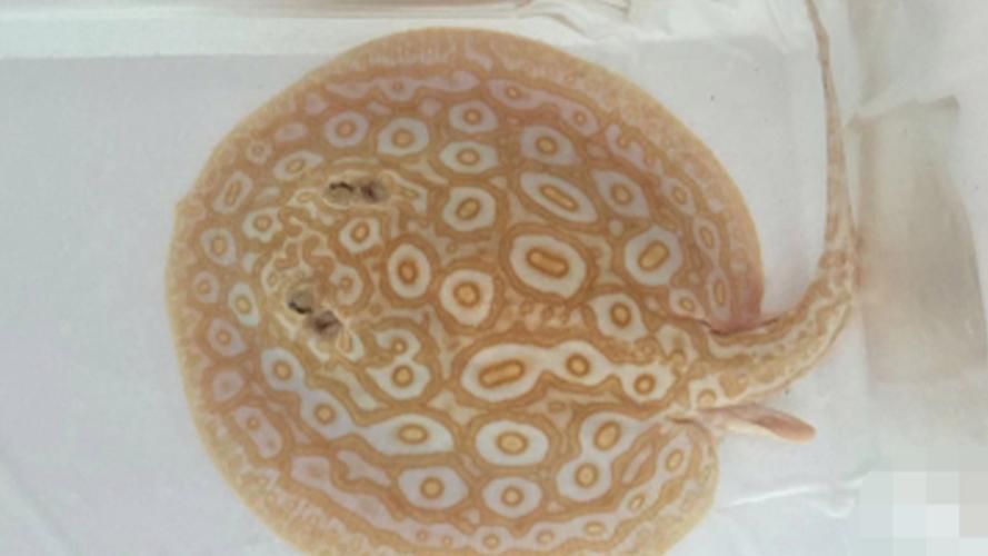 如何辨別真假白子黑帝王魟魚？，如何辨別白子黑帝王魟魚 如何辨別真假白子黑帝王魟魚？，如何辨別白子黑帝王魟魚 龍魚百科 第4張