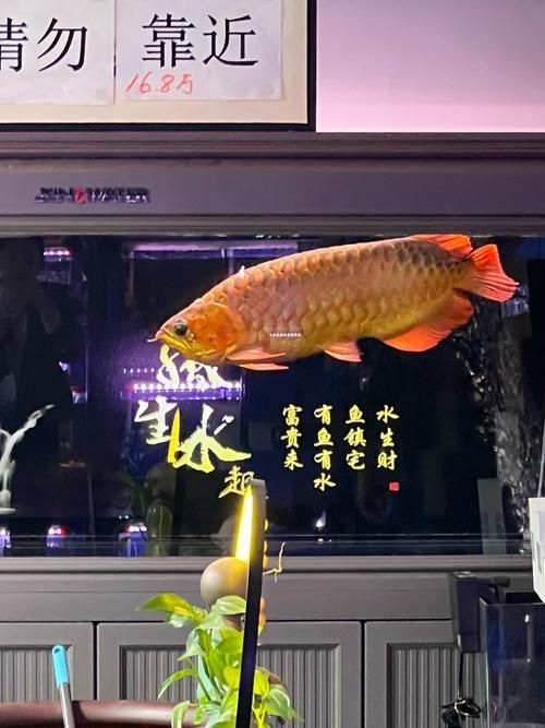 龍魚批發價格波動大嗎？，龍魚批發價格波動時需要考慮這些因素如何影響價格 龍魚批發價格波動大嗎？，龍魚批發價格波動時需要考慮這些因素如何影響價格 龍魚百科 第6張