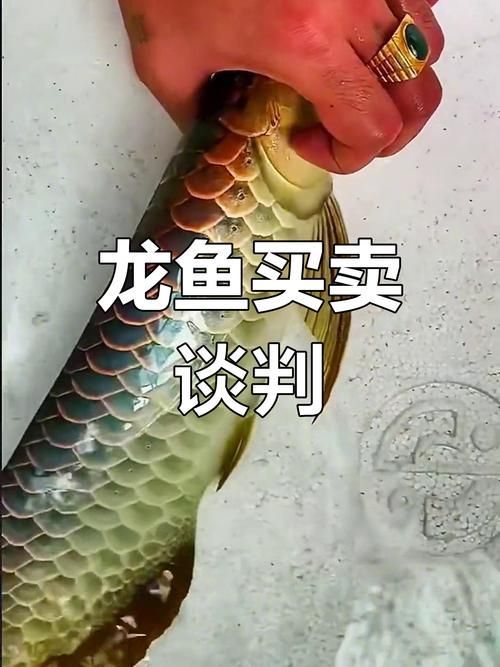 龍魚批發價格波動大嗎？，龍魚批發價格波動時需要考慮這些因素如何影響價格 龍魚批發價格波動大嗎？，龍魚批發價格波動時需要考慮這些因素如何影響價格 龍魚百科 第2張