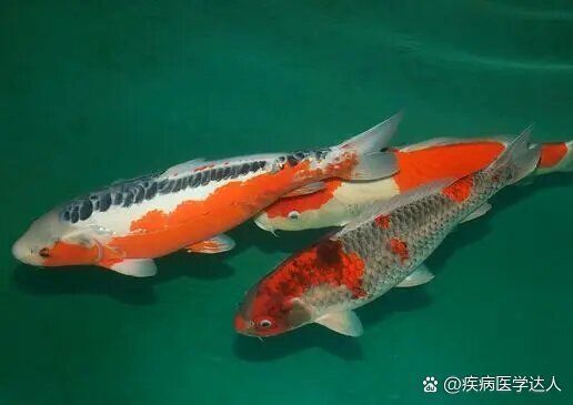 哪些魚種容易有紅血絲，錦鯉身上有紅血絲是怎么回事