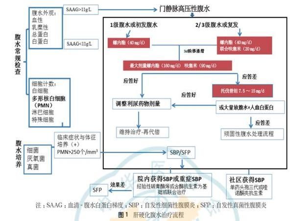 如何判斷腹水是否好轉(zhuǎn)，共調(diào)用2個(gè)工具判斷腹水是否好轉(zhuǎn) 如何判斷腹水是否好轉(zhuǎn)，共調(diào)用2個(gè)工具判斷腹水是否好轉(zhuǎn) 龍魚百科 第10張