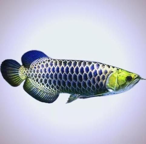金龍魚(yú)爬背區(qū)分視頻教程,金龍魚(yú)“爬背”的鑒別 龍魚(yú)百科 第4張 金龍魚(yú)爬背區(qū)分視頻教程,金龍魚(yú)“爬背”的鑒別 金龍魚(yú)爬背區(qū)分視頻教程,金龍魚(yú)“爬背”的鑒別 龍魚(yú)百科 第4張