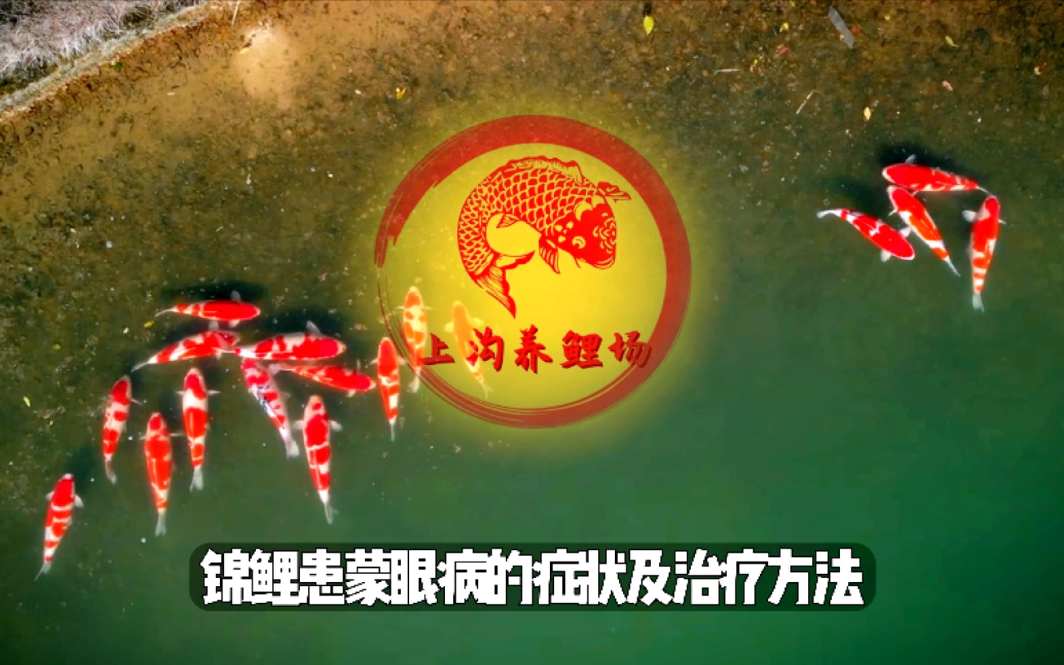 錦鯉蒙眼病能自愈嗎，錦鯉蒙眼病是怎么回事