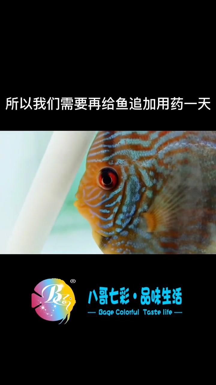 七彩神仙魚蒙眼有哪些治療方法，七彩神仙魚蒙眼怎么辦 七彩神仙魚蒙眼有哪些治療方法，七彩神仙魚蒙眼怎么辦 龍魚百科 第3張
