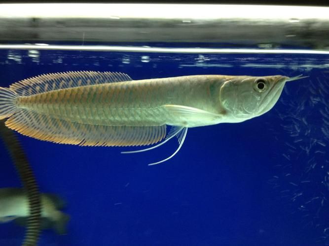 星點龍魚口孵期間如何投喂？，關于星點龍魚口孵期的問題 星點龍魚口孵期間如何投喂？，關于星點龍魚口孵期的問題 龍魚百科 第3張