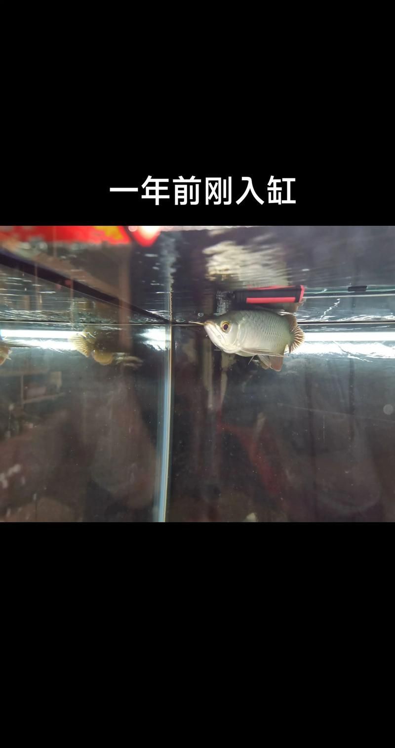 如何辨別真假新加坡紅龍魚？，如何辨別新加坡紅龍魚 如何辨別真假新加坡紅龍魚？，如何辨別新加坡紅龍魚 龍魚百科 第6張