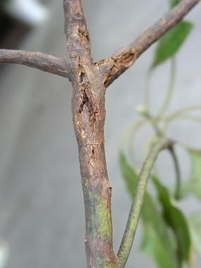 能提供更多潰爛病的圖片嗎,常見潰爛病的癥狀對比表 龍魚百科 第10張 能提供更多潰爛病的圖片嗎,常見潰爛病的癥狀對比表 能提供更多潰爛病的圖片嗎,常見潰爛病的癥狀對比表 龍魚百科 第10張