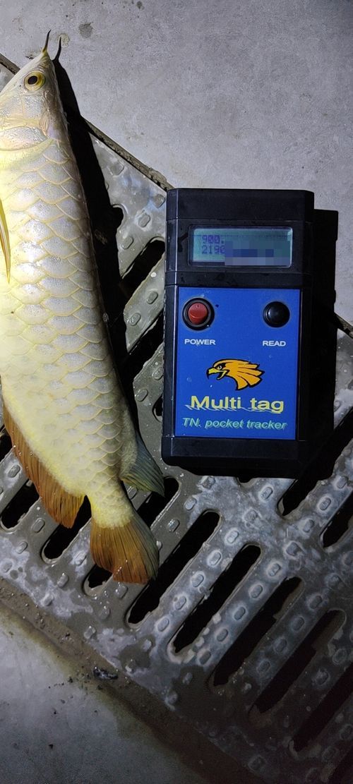 如何判斷龍魚品牌的信譽?,如何判斷龍魚品牌信譽 龍魚百科 第1張 如何判斷龍魚品牌的信譽?,如何判斷龍魚品牌信譽 如何判斷龍魚品牌的信譽?,如何判斷龍魚品牌信譽 龍魚百科 第1張