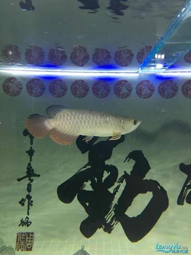 如何判斷龍魚品牌的信譽?,如何判斷龍魚品牌信譽 龍魚百科 第3張 如何判斷龍魚品牌的信譽?,如何判斷龍魚品牌信譽 如何判斷龍魚品牌的信譽?,如何判斷龍魚品牌信譽 龍魚百科 第3張