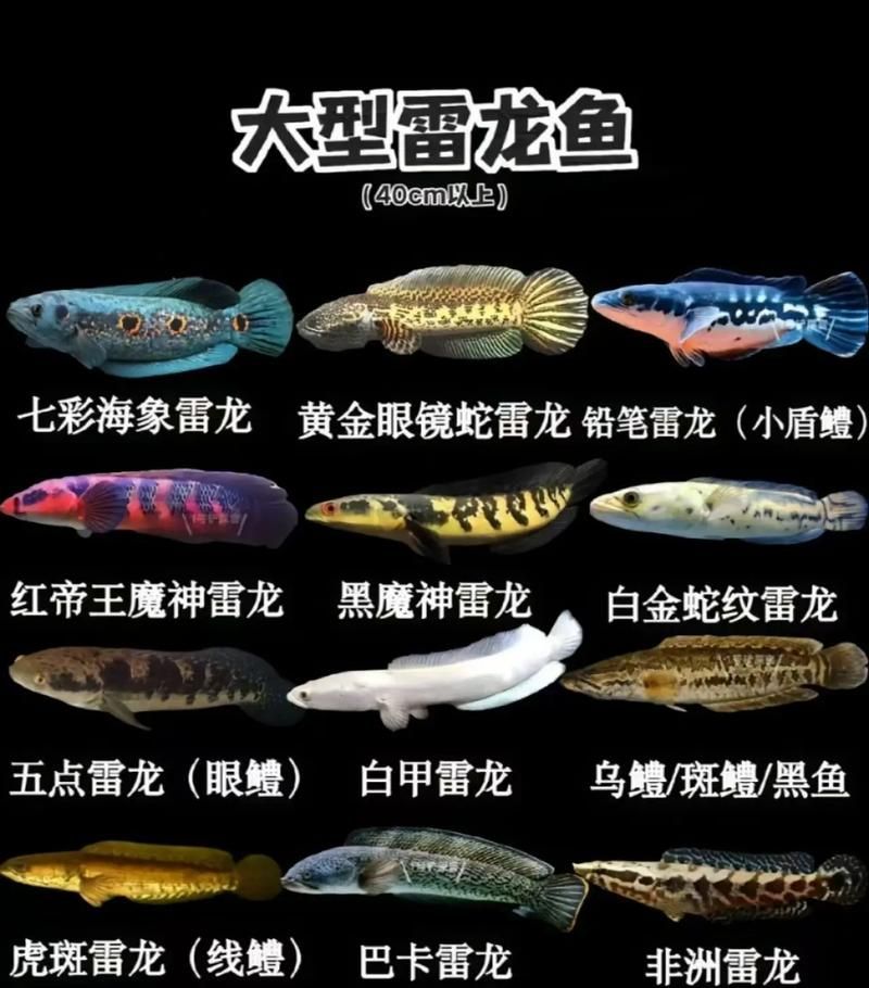 龍魚品種排行榜圖片大全，2026年最受歡迎、最具代表性的龍魚品種排行榜辣椒紅龍 龍魚品種排行榜圖片大全，2026年最受歡迎、最具代表性的龍魚品種排行榜辣椒紅龍 龍魚百科 第5張