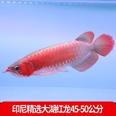 如何鑒別紅龍的真偽，如何鑒別紅龍魚的真偽 如何鑒別紅龍的真偽，如何鑒別紅龍魚的真偽 龍魚百科 第18張