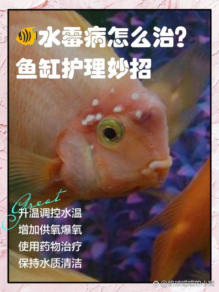 黃粉治療龍魚背霉需要多久見效，水霉病全階段治療方案 黃粉治療龍魚背霉需要多久見效，水霉病全階段治療方案 龍魚百科 第9張