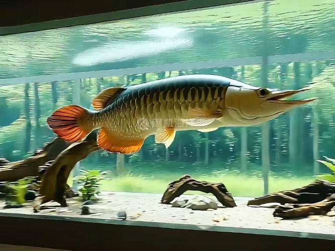 亞克力材質(zhì)的龍魚缸有哪些優(yōu)缺點(diǎn)？，亞克力魚缸的優(yōu)缺點(diǎn) 亞克力材質(zhì)的龍魚缸有哪些優(yōu)缺點(diǎn)？，亞克力魚缸的優(yōu)缺點(diǎn) 龍魚百科 第3張