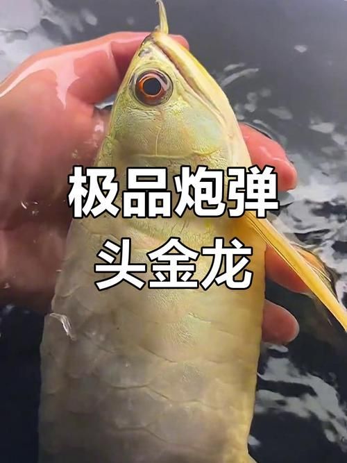 給我一些金頭金龍和古典金龍的圖片，金頭金龍與古典金龍是兩種具有不同歷史和文化背景的龍形象 給我一些金頭金龍和古典金龍的圖片，金頭金龍與古典金龍是兩種具有不同歷史和文化背景的龍形象 龍魚百科 第17張