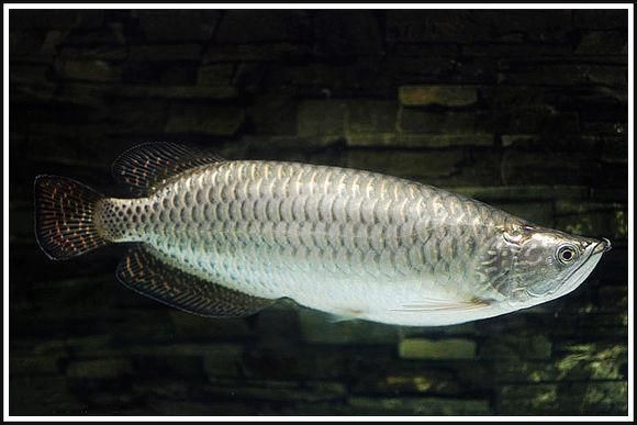 如何判斷星點龍魚的品質？，如何判斷星點龍魚 如何判斷星點龍魚的品質？，如何判斷星點龍魚 龍魚百科 第3張