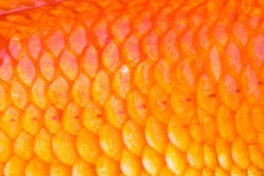 如何判斷金魚是否掉鱗，富媒體組件庫中金魚掉鱗是否掉鱗的核心信息是否掉鱗 如何判斷金魚是否掉鱗，富媒體組件庫中金魚掉鱗是否掉鱗的核心信息是否掉鱗 龍魚百科 第2張