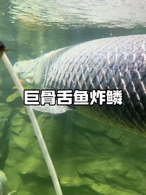 能否提供巨骨舌魚的圖片，亞馬遜的巨獸——巨骨舌魚 能否提供巨骨舌魚的圖片，亞馬遜的巨獸——巨骨舌魚 龍魚百科 第5張
