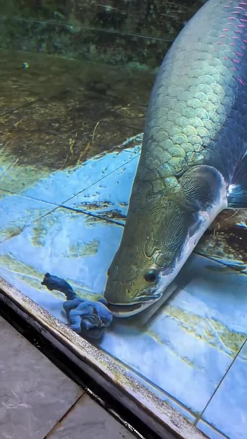 能否提供巨骨舌魚的圖片，亞馬遜的巨獸——巨骨舌魚 能否提供巨骨舌魚的圖片，亞馬遜的巨獸——巨骨舌魚 龍魚百科 第7張