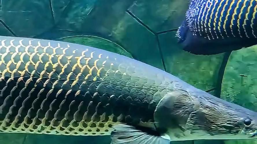 能否提供巨骨舌魚的圖片，亞馬遜的巨獸——巨骨舌魚 能否提供巨骨舌魚的圖片，亞馬遜的巨獸——巨骨舌魚 龍魚百科 第18張