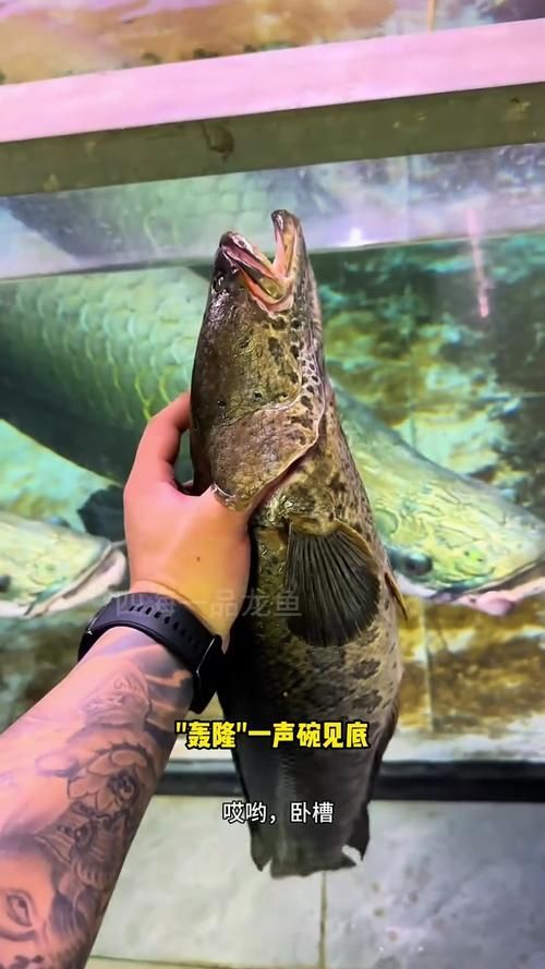能否提供巨骨舌魚的圖片，亞馬遜的巨獸——巨骨舌魚 能否提供巨骨舌魚的圖片，亞馬遜的巨獸——巨骨舌魚 龍魚百科 第23張