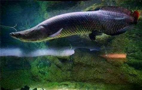 能否提供巨骨舌魚的圖片，亞馬遜的巨獸——巨骨舌魚 能否提供巨骨舌魚的圖片，亞馬遜的巨獸——巨骨舌魚 龍魚百科 第21張