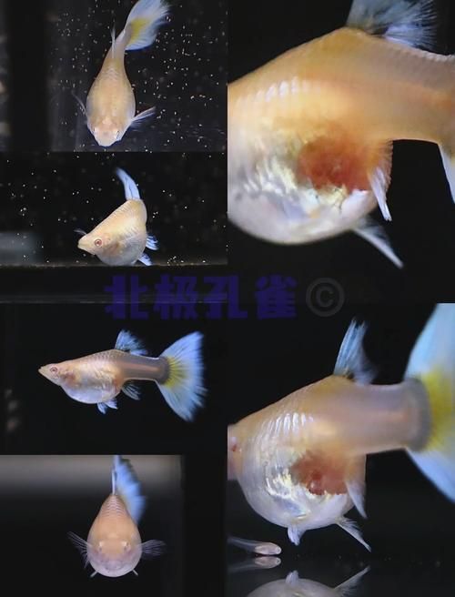如何判斷小魚是否發情,養魚技術——魚類繁殖 龍魚百科 第3張 如何判斷小魚是否發情,養魚技術——魚類繁殖 如何判斷小魚是否發情,養魚技術——魚類繁殖 龍魚百科 第3張