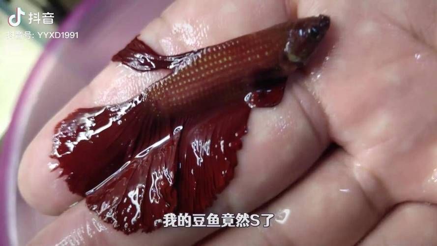 如何判斷小魚是否發情,養魚技術——魚類繁殖 龍魚百科 第10張 如何判斷小魚是否發情,養魚技術——魚類繁殖 如何判斷小魚是否發情,養魚技術——魚類繁殖 龍魚百科 第10張